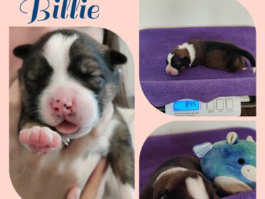 Collagen der Züchterin Wochen 1-9